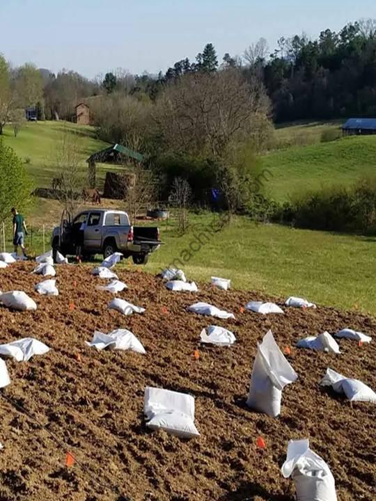 rice husk charcoal for improving soil fertility